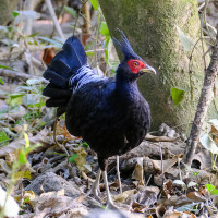 Kalij Pheasant